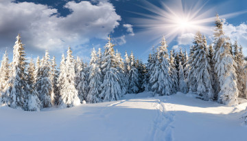 Картинка природа зима следы лес ели снег