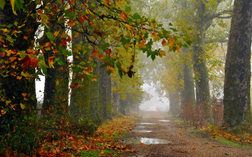 Картинка природа дороги дорога осень