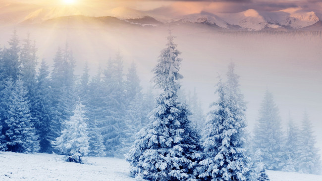 Обои картинки фото природа, зима, ель, горы, снег