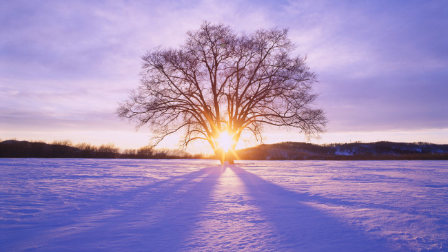 Обои картинки фото природа, зима, поле, дерево, снег, закат, холмы
