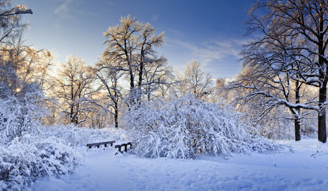 Обои картинки фото природа, зима, мостик, кусты, деревья, снег