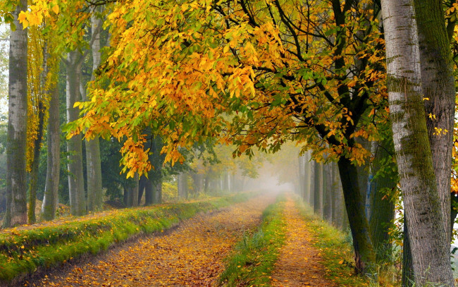 Обои картинки фото природа, дороги, дорога, деревья, осень