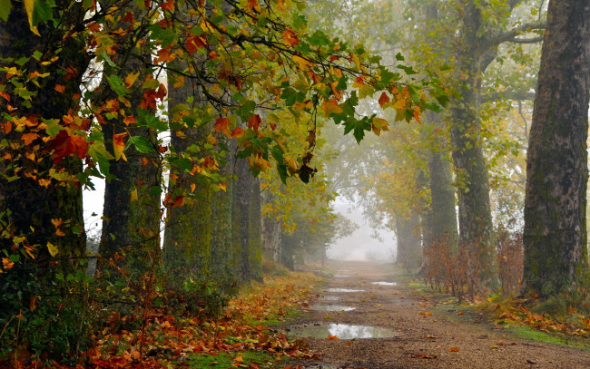 Обои картинки фото природа, дороги, дорога, осень