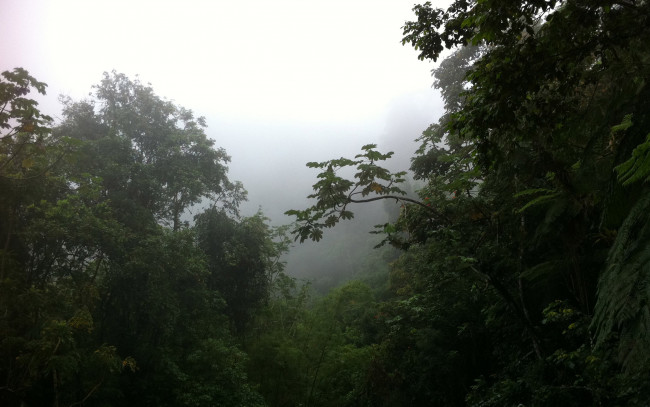 Обои картинки фото природа, лес, джунгли, туман, деревья