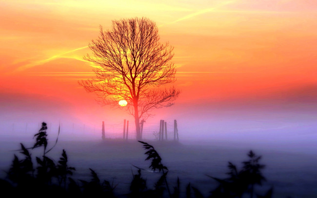 Обои картинки фото природа, восходы, закаты, поле, закат, туман, дерево