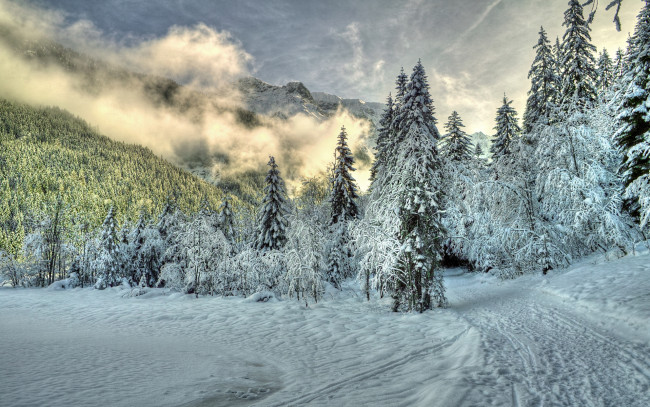 Обои картинки фото природа, зима, лес, снег, ель, холмы, туман, облака