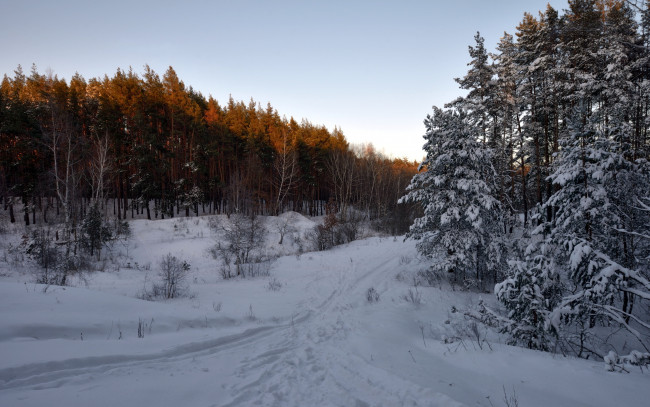 Обои картинки фото природа, зима, снег, лес, пейзаж