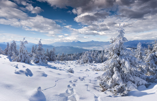 Обои картинки фото природа, зима, пейзаж, следы, ели, снег