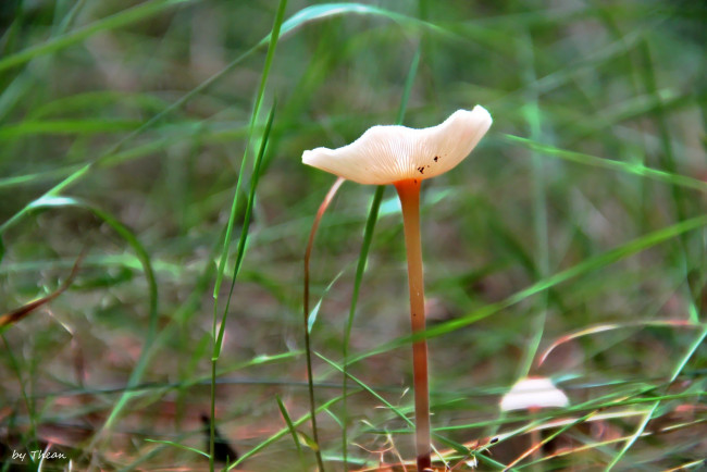 Обои картинки фото природа, грибы, грибок, трава
