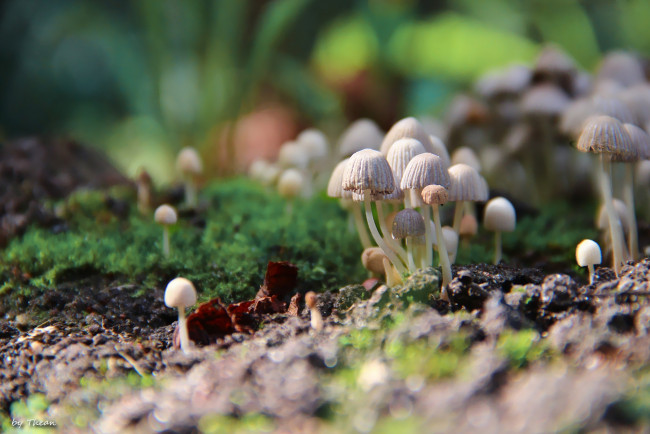 Обои картинки фото природа, грибы, семейка