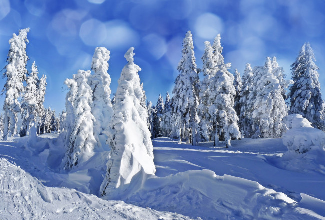 Обои картинки фото природа, зима, сугробы, снег, хвойный, лес