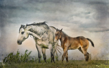 Картинка рисованные животные +лошади лошади