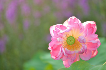 Картинка цветы лотосы макро лепестки лотос природа