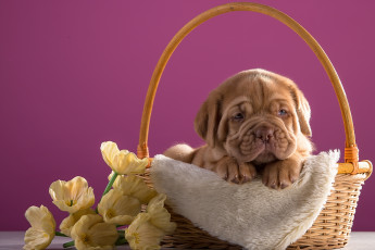 Картинка животные собаки корзина порода щенок цветы бордоский дог