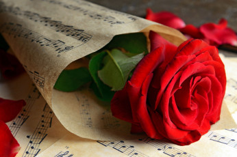Картинка цветы розы красный ноты