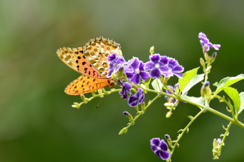 Картинка животные бабочки +мотыльки +моли бабочка цветы