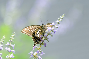 Картинка животные бабочки +мотыльки +моли цветы бабочка фон