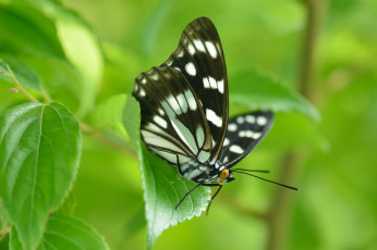 Картинка животные бабочки +мотыльки +моли фон травинка макро крылья бабочка насекомое усики