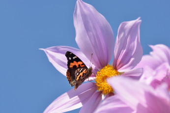 Картинка животные бабочки +мотыльки +моли георгина бабочка небо