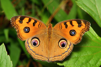 Картинка животные бабочки +мотыльки +моли крылья макро бабочка