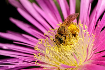 обоя животные, пчелы,  осы,  шмели, макро, цветок, пчела