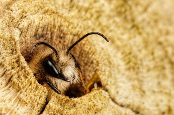 Картинка животные пчелы +осы +шмели усики оса макро