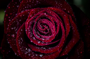 Картинка цветы розы роза макро капли лепестки