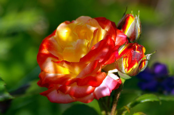 Картинка цветы розы яркий