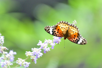 Картинка животные бабочки +мотыльки +моли бабочка крылья макро цветок насекомое