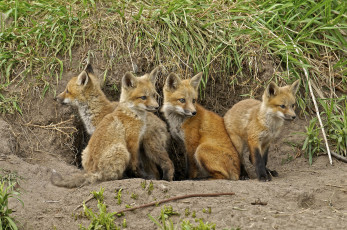 Картинка животные лисы лисята