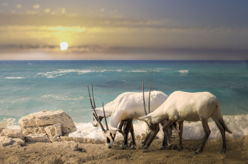 Картинка животные антилопы закат океан живность