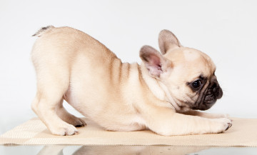 Картинка животные собаки щенок поза французский бульдог