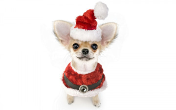 Картинка животные собаки белый фон праздник забавно глазастая накидка пояс ремень пряжка красный колпак санты чихуа-хуа новый год собака