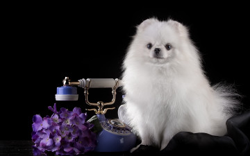 Картинка животные собаки гортензия телефон красавец шпиц белый