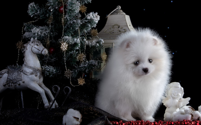 Обои картинки фото животные, собаки, лошадь, белый, щенок, шпиц, ёлка, ангел, игрушки, новый, год, фонарь