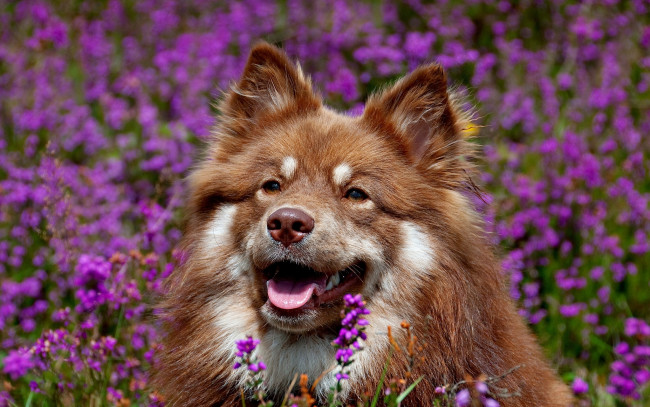 Обои картинки фото животные, собаки, финский, лаппхунд, морда, цветы, собака