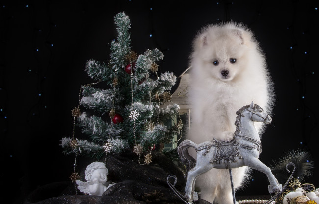 Обои картинки фото животные, собаки, праздник, ангел, белый, ель, шпиц, щенок, конь, новый, год