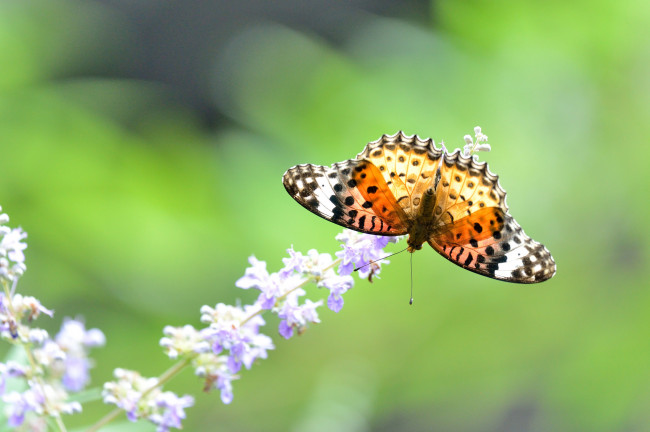 Обои картинки фото животные, бабочки,  мотыльки,  моли, бабочка, крылья, макро, цветок, насекомое