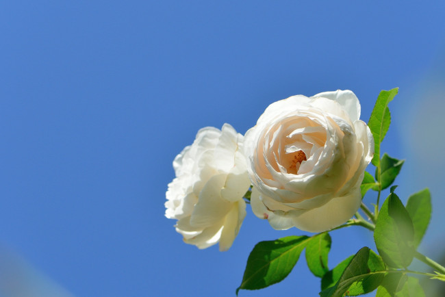 Обои картинки фото цветы, розы, небо