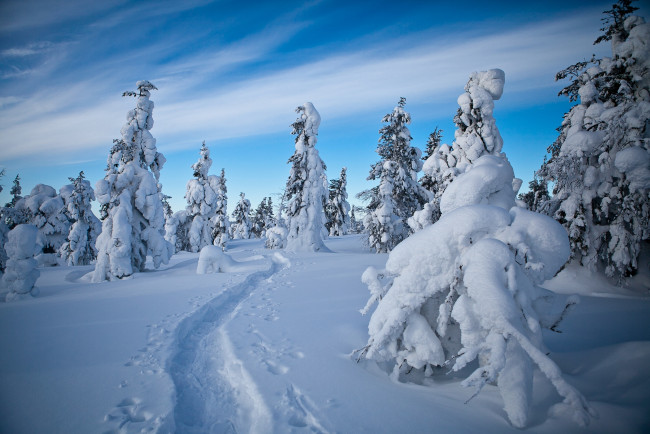 Обои картинки фото природа, зима, лапландия, финляндия, снег, деревья, тропинка, следы