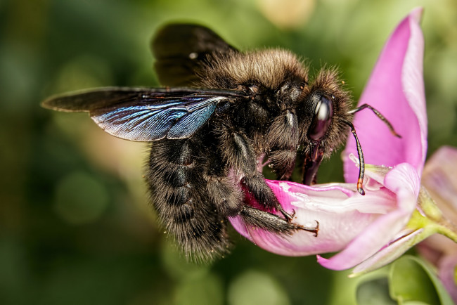 Обои картинки фото животные, пчелы,  осы,  шмели, цветок, насекомое