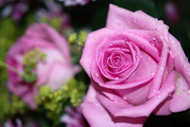 Обои картинки фото цветы, розы, капли