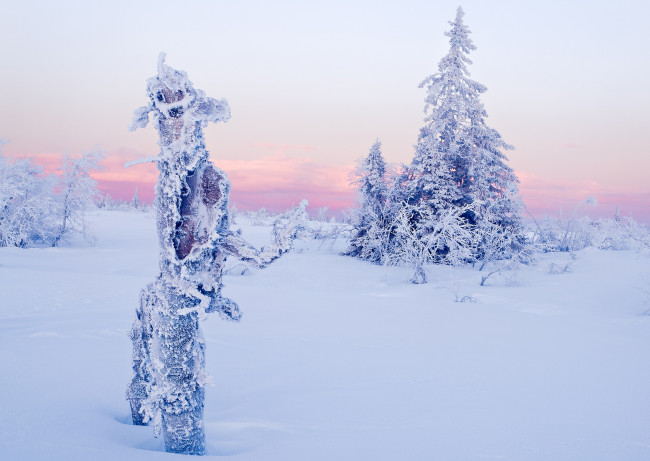Обои картинки фото природа, зима, ель, снег, деревья, облака, небо