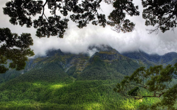 Картинка природа горы лес туман