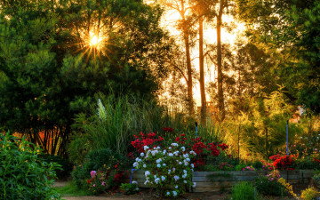 Картинка природа парк деревья цветы солнечные лучи
