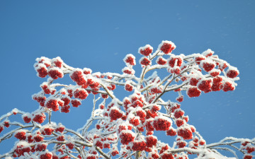 Картинка природа Ягоды +рябина рябина снег зима ягоды