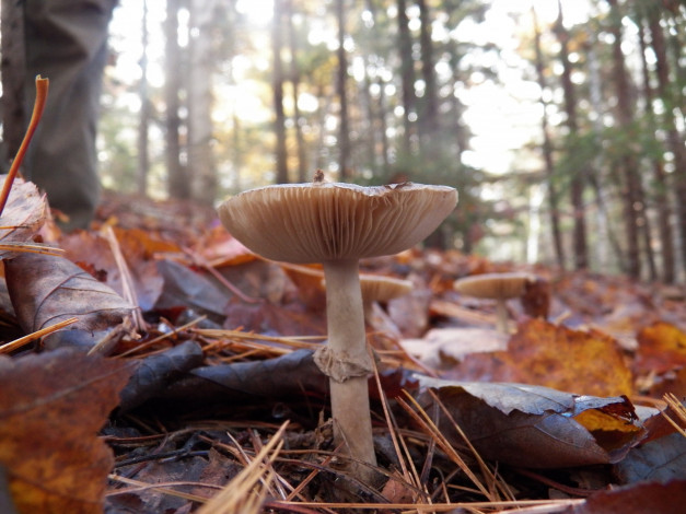 Обои картинки фото природа, грибы, листья, осень, поганка