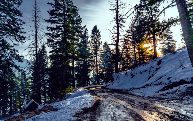 Обои картинки фото природа, зима, дорога, снег, сосны
