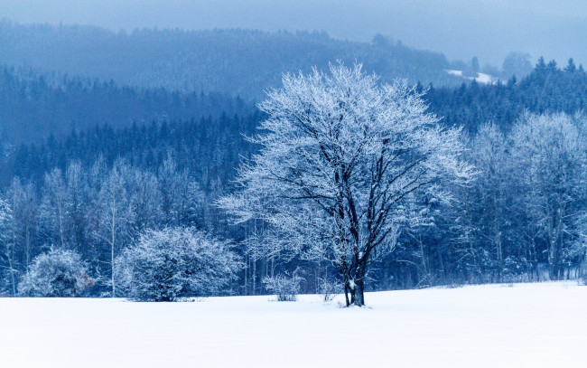 Обои картинки фото природа, зима, лес, деревья, снег