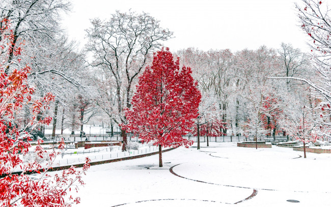 Обои картинки фото природа, зима, парк, снег, деревья